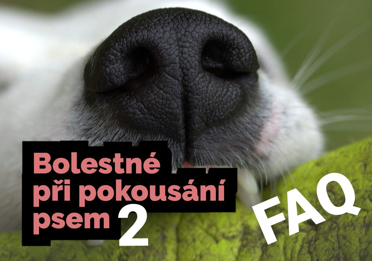 Co dělat po pokousání psem? Praktický průvodce (+FAQ) první pomocí, dokumentací i nárokem na odškodnění